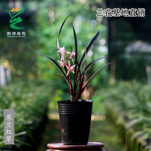 翁源兰花正品寒兰红草带花浓香彩素好养室内茶台桌面高级花卉盆栽 - 图0