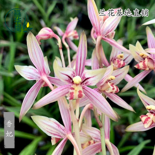 翁源兰花四季建兰金边夏红彩心带花香妃浓香室内好养绿植花卉盆栽 - 图0
