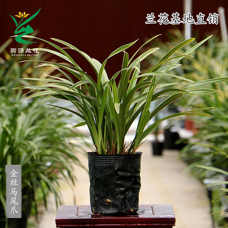 老种四季建兰花苗金边素心金丝马尾爪带花浓香好养室内绿植卉盆栽,淘宝优惠券,粉丝福利购,淘宝优惠卷