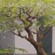Indoor landscaping high-end simulated green plant feather maple