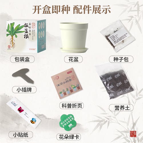 匠心绽放中草药儿童种植小盆栽板蓝根决明子种子儿童阳台植物观察 - 图1