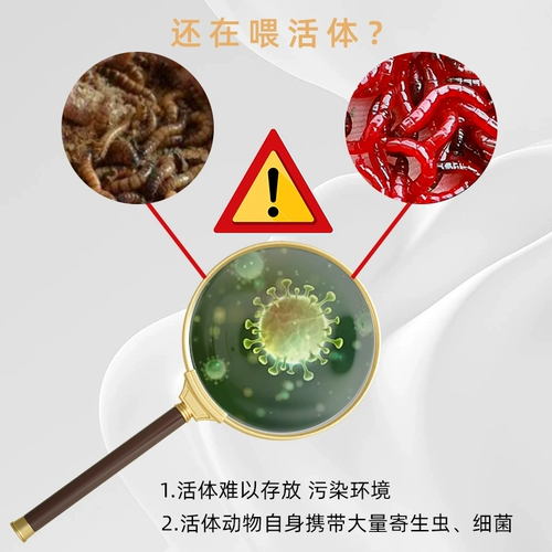 Гексагональная корм для динозавров рыбы 蝾螈 кукла рыба Цин Даофуфу шесть или шесть дно декоративной рыбы Специальная тонущая рыба