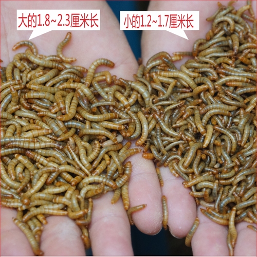 面包虫黄粉虫大麦虫活体饲料爬宠食物守宫蝎子鸟类蛙画眉八哥包邮