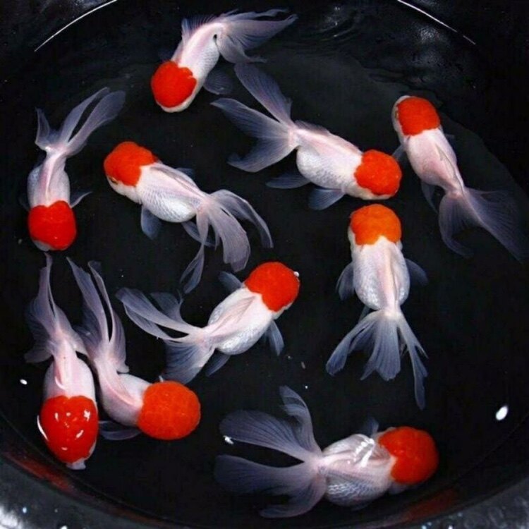 鹤顶红鸿运当头鱼红帽冷水鱼淡水鱼观赏鱼活鱼好养耐活小型金鱼