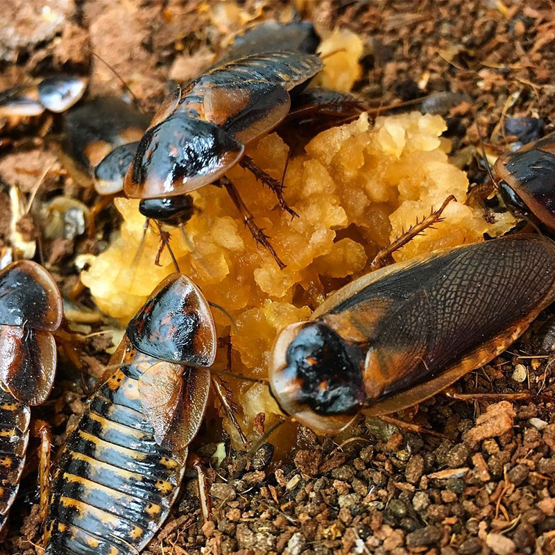 杜比亚蟑螂活虫活体饲料活饵龙鱼守宫鬃狮繁殖组营养超蟋蟀樱桃-图1