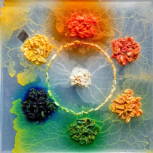 黏菌菌种菌核粘菌史莱小之微曳尾刚丝多头绒泡菌宠物小型好养活体 - 图2