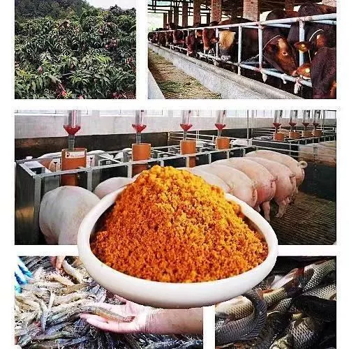 Коричневая конфеты Специальное сельское хозяйство Специальное сельское хозяйство Промышленное коричневое коричневое ферментационное зверь для коричневого размножения глюкозы для животноводства для красного