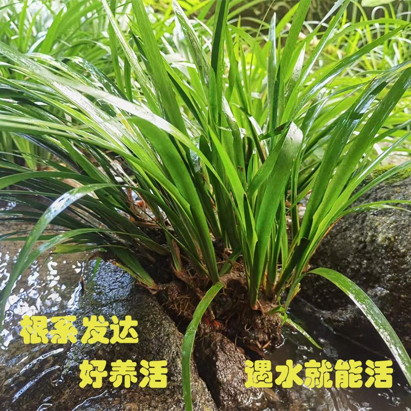 菖蒲水培水生盆栽植物花卉草庭院池塘养龟微造景观室内外四季绿植 - 图1