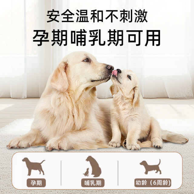 Big pampered dog inside and outside