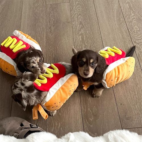 宠物搞怪变身汉堡热狗服饰衣服装猫咪泰迪雪纳瑞中小型犬衣服搞笑 - 图1