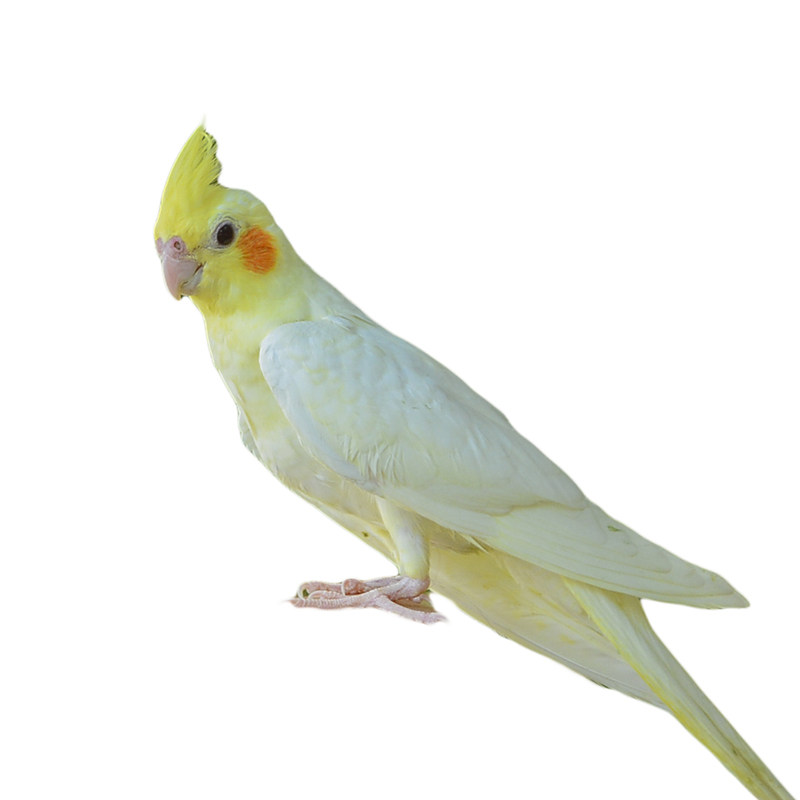 玄凤鹦鹉活体会学说话手养宠物黄化玄凤一对可繁殖鸟活物鹦鹉活鸟,淘宝优惠券,粉丝福利购,淘宝优惠卷