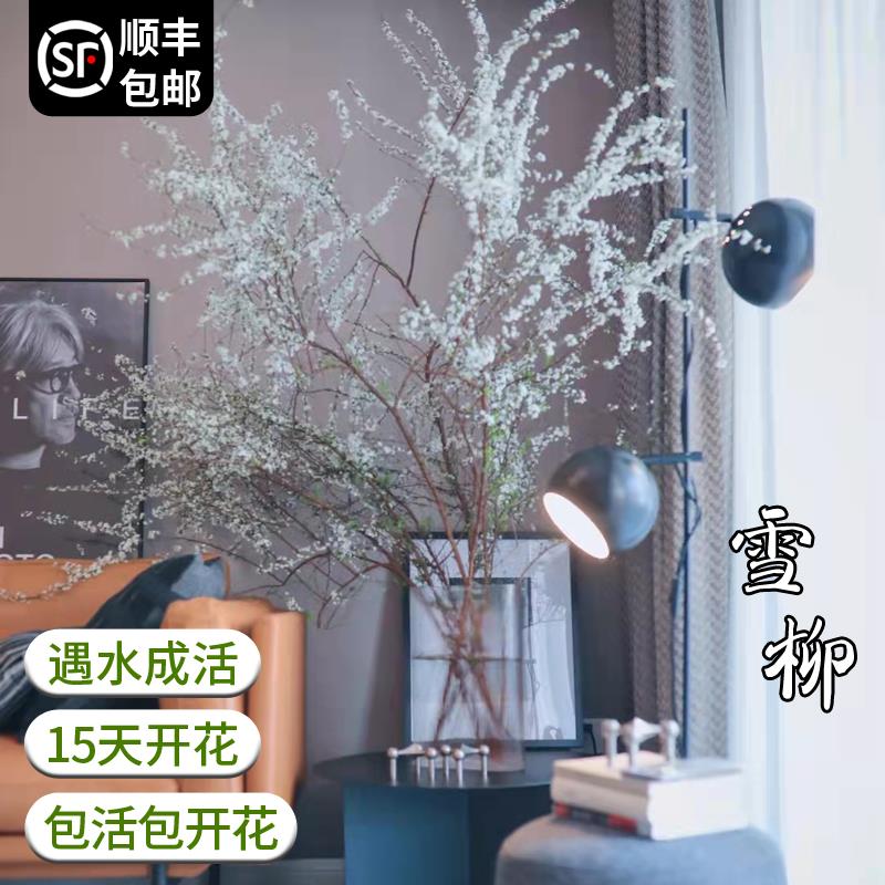 雪柳鲜枝水培养植物室内好养易活懒人花卉鲜花干枝绿植盆栽鲜插-图1