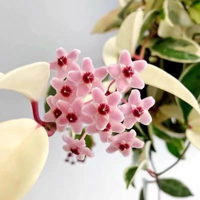 花叶球兰粉色锦色球金边花卉绿植阳台垂吊攀援开花植物室内盆栽,淘宝优惠券,粉丝福利购,淘宝优惠卷