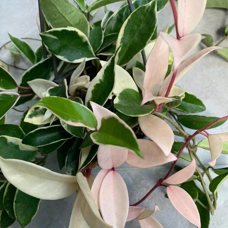 花叶球兰粉色锦色球金边花卉绿植阳台垂吊攀援开花植物室内盆栽,淘宝优惠券,粉丝福利购,淘宝优惠卷