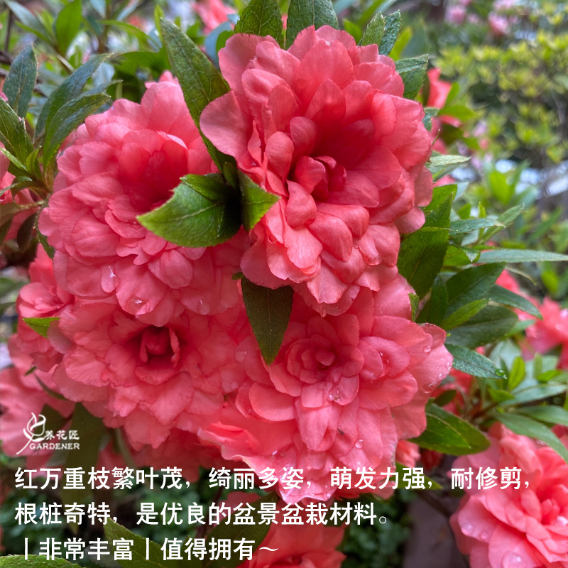 红万重日本进口皋月杜鹃盆栽岛国名贵品种树苗室内外庭院易养植物 - 图1