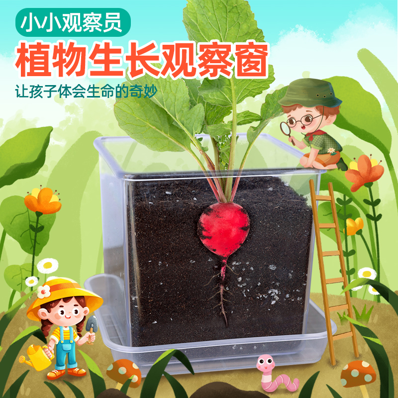 儿童种植小盆栽幼儿园观察植物种子凤仙花种籽子小学生向日葵种孑 - 图0