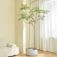 High-quality upgraded simulated green plant jacaranda