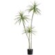 Simulated plant horsetail dragon blood tree thousand-year-old wood potted plant