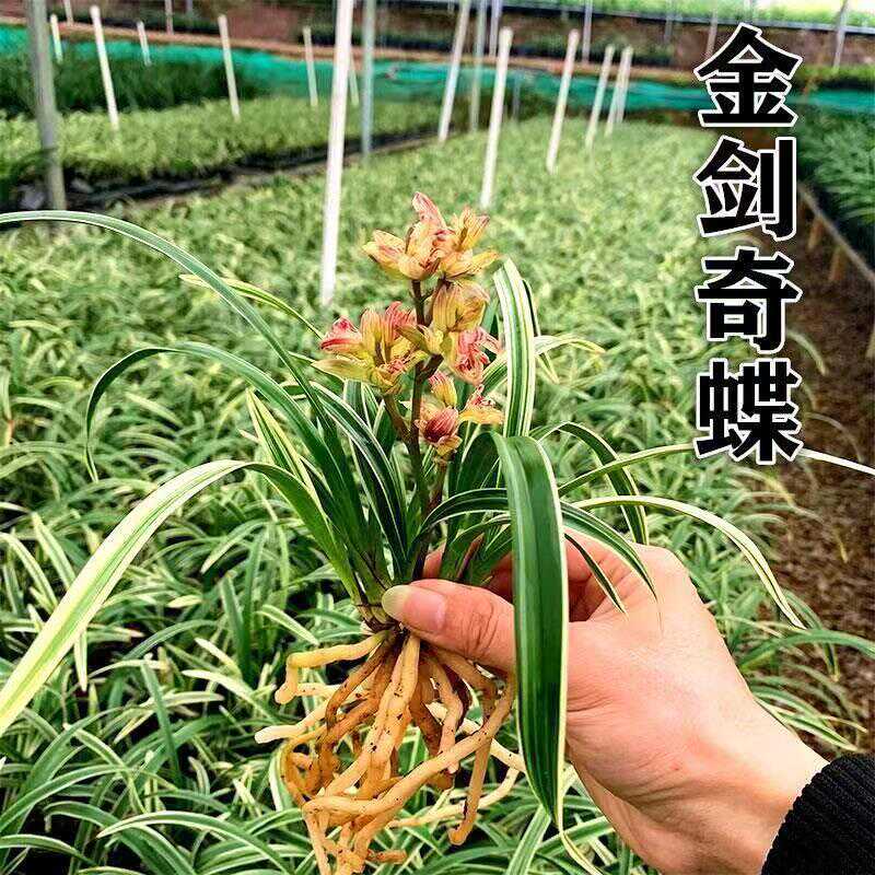 兰花大全矮种兰花 浓香型四季兰 金边矮种蓝宝石阳台花卉盆栽绿植 - 图0