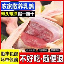 Shunfeng Fresh Slaughter Led farmhouse Scattered Earth Pigeon Meat Flying Pigeon Broth Meat Crispy Pigeon Barbecue Raw FRESH META