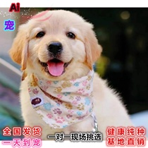 Pure Germline Golden Fur Puppies Living Double Pedigals Golden Fur Dog Cubs Medium Canine Cubs Labrador Pet Dogs