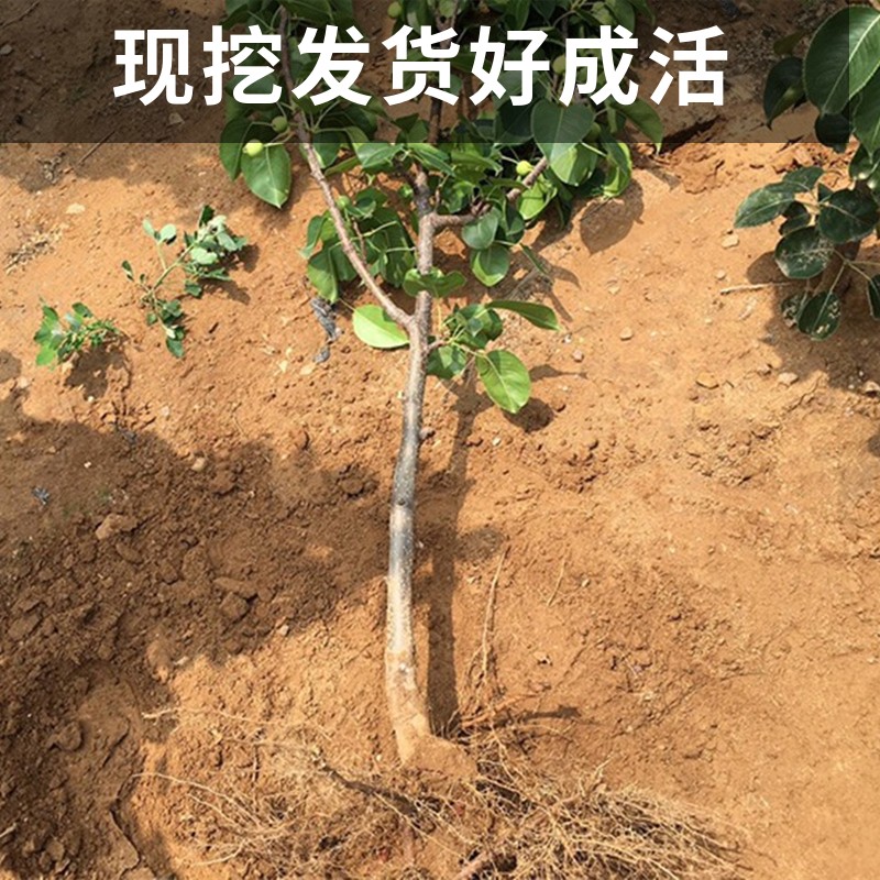 新品梨树苗南北方庭院地栽阳台盆栽四季种植当年结果彩虹梨果树苗 - 图0