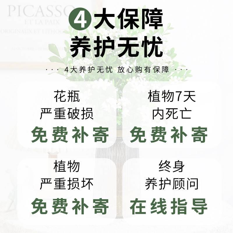 水培桂花盆栽树苗水养植物四季吊钟鲜切花浓香型室内好养绿植花卉 - 图3