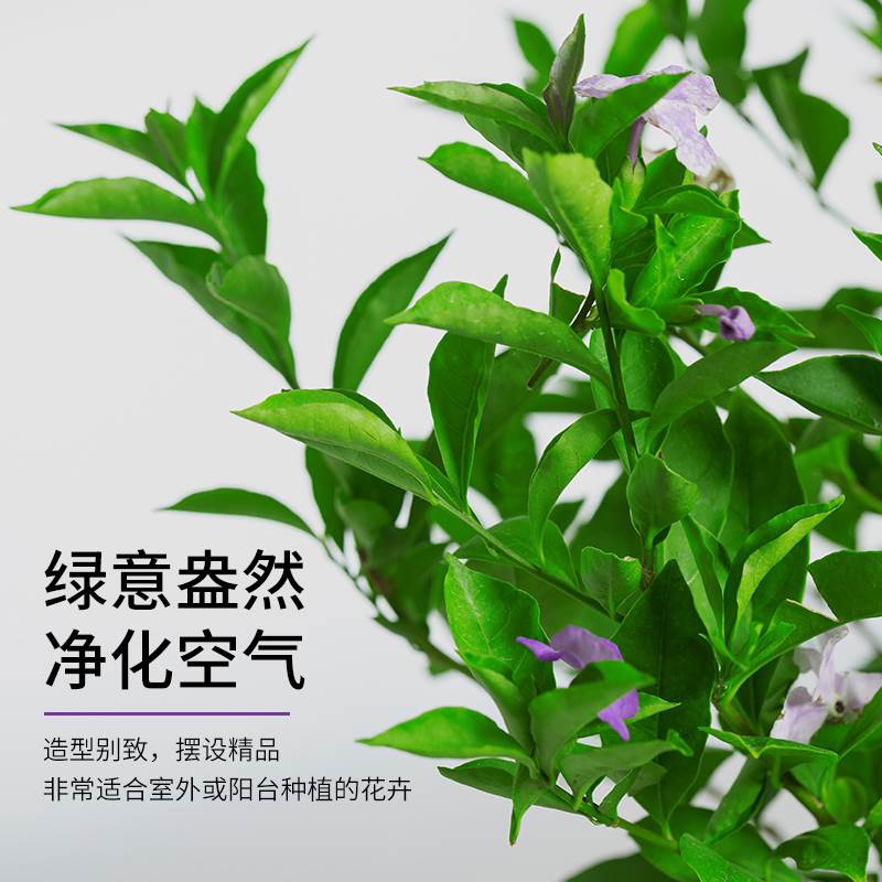 双色茉莉盆栽花卉芳香开花室内阳台庭院好养观花四季常青鸳鸯茉莉-图2