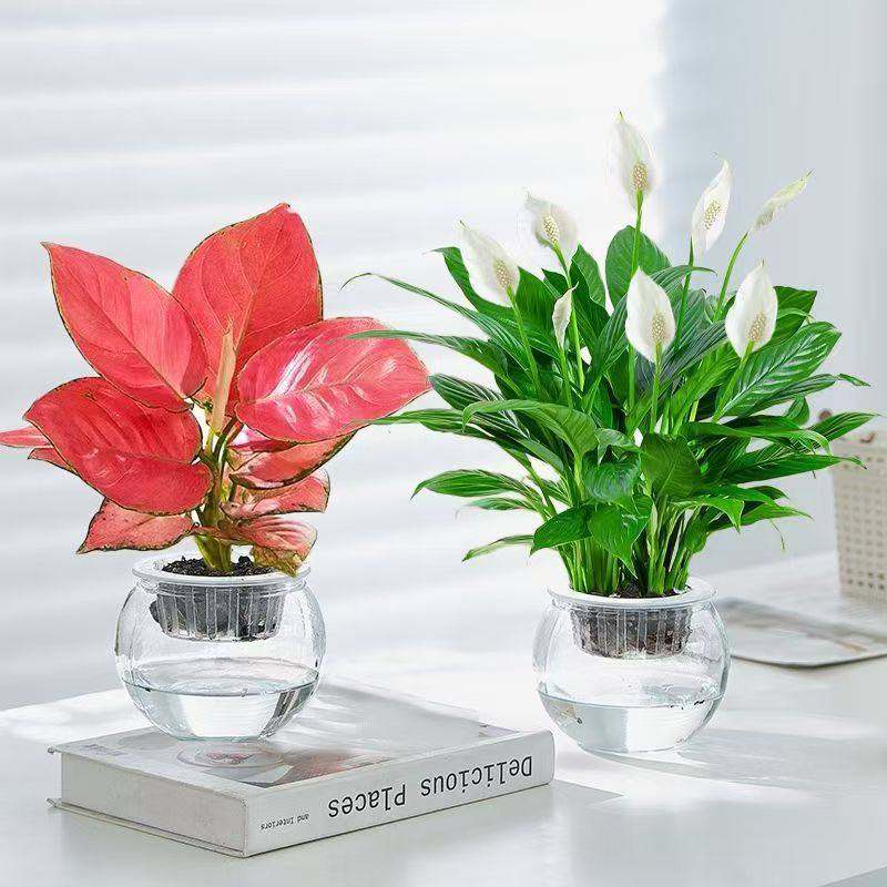 水培红掌盆栽白掌一帆风顺四季开花办公室内客厅绿植花卉桌面植物,淘宝优惠券,粉丝福利购,淘宝优惠卷