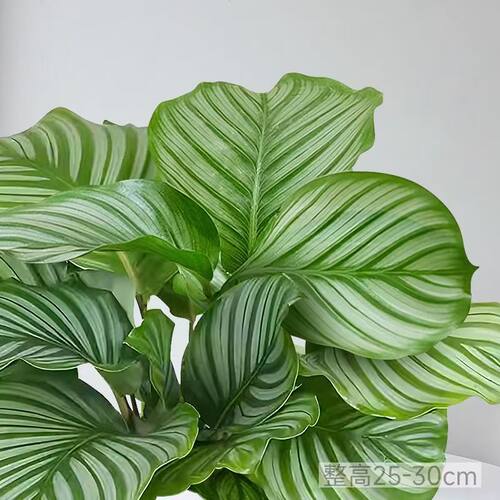 青苹果竹芋盆栽新房室内客厅水培绿植四季好养植物海芋净化空气 - 图1