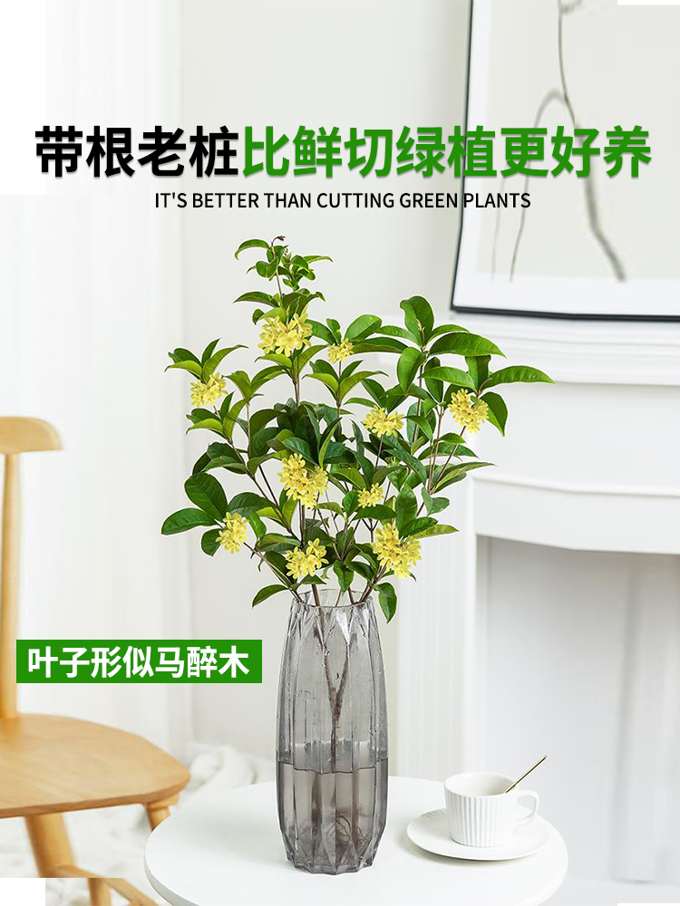 水培桂花盆栽树苗水养植物四季桂花鲜切花浓香型室内好养绿植花卉 - 图2