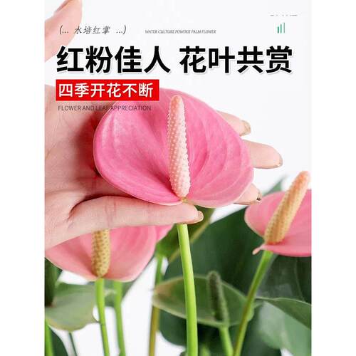 水培植物粉掌盆栽花卉植物室内花办公室桌面四季开花好养红掌绿植 - 图3