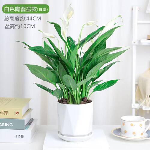 白掌盆栽一帆风顺绿萝箩花卉植物室内花水培红掌绿植发财树 - 图1