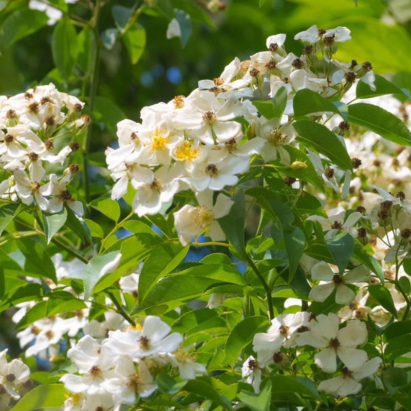 野生金樱子种子制栲胶熬糖酿酒园艺经济药用价值高攀援灌木篱笆墙 - 图0
