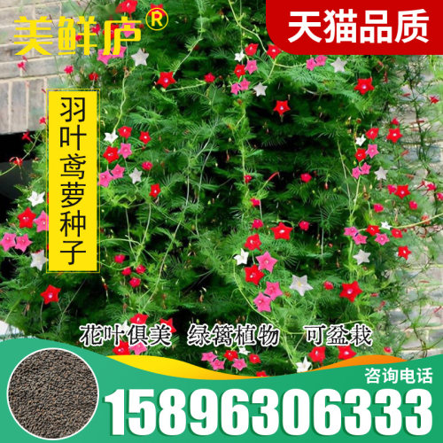 羽叶茑萝种子五角星花种子阳台绿植室内爬藤 - 图0