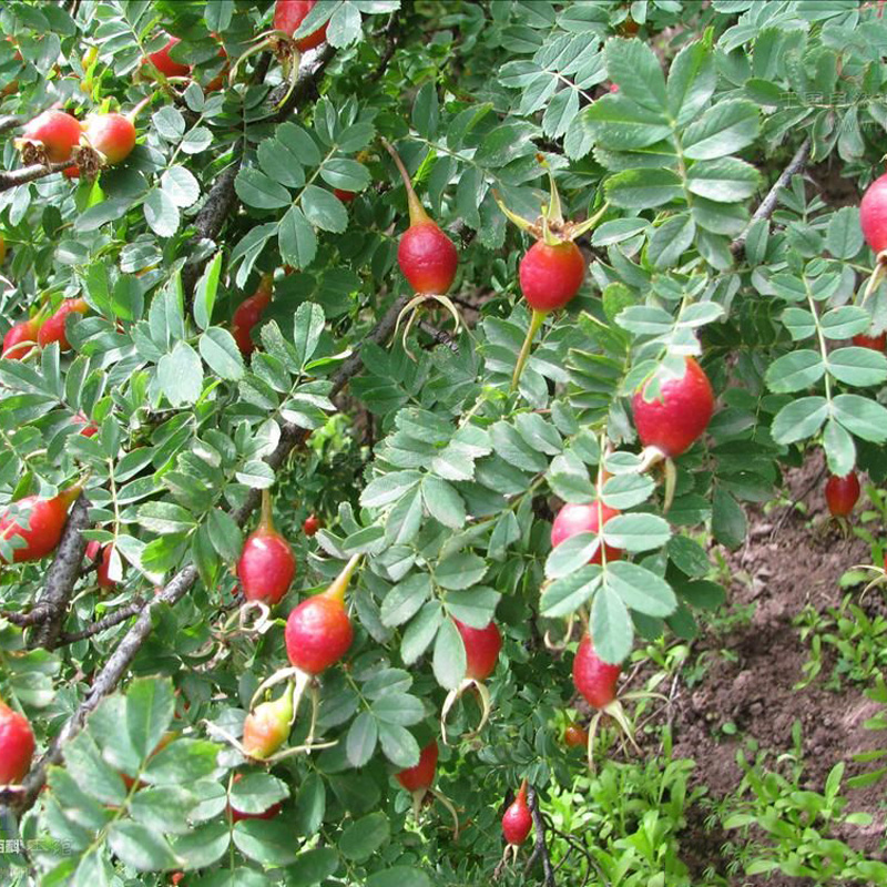 野生金樱子种子制栲胶熬糖酿酒园艺经济药用价值高攀援灌木篱笆墙 - 图2