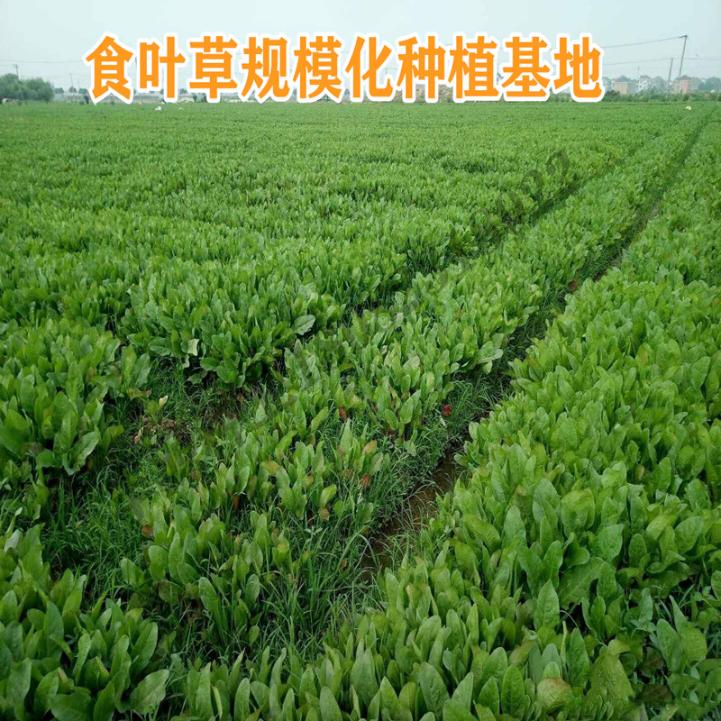 食叶草种子蛋白草高产优质草籽牧草种籽四季猪牛羊鸡鸭鹅鱼食用草