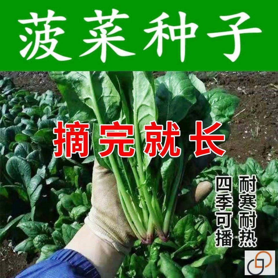 超耐热夏播王菠菜种子种籽高产春籽种夏季秋季四季蔬菜孑波菜夏子 - 图1