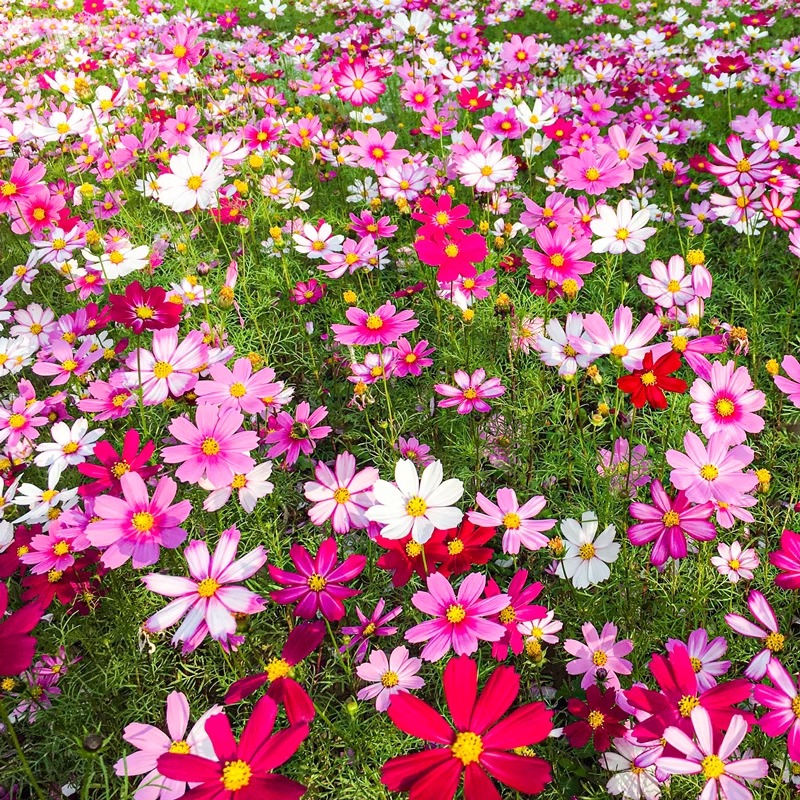 野花组合花种子格桑花花种籽子四季播种开花绿化花种籽太阳花种孑-图3