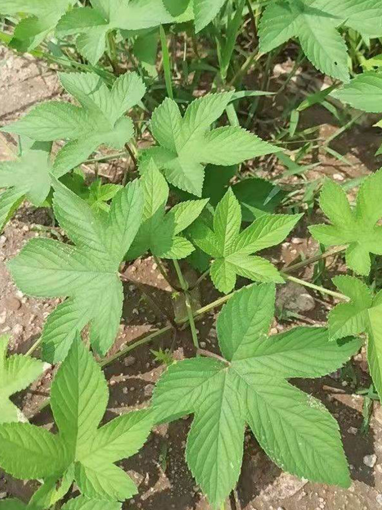 野生葎草花种子拉拉秧藤五爪龙草药材抗旱喜肥粗阳台爬藤粗放管理-图3