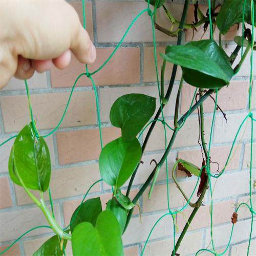 园艺爬藤网百香果葡萄植物攀爬瓜果藤蔓花卉尼龙网豆角牵藤搭架网,淘宝优惠券,粉丝福利购,淘宝优惠卷