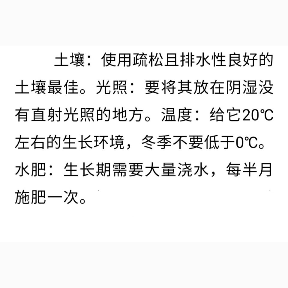 九死还魂草卷柏九死还魂草中草药卷柏不死草还阳草可盆栽遇水就活 - 图1