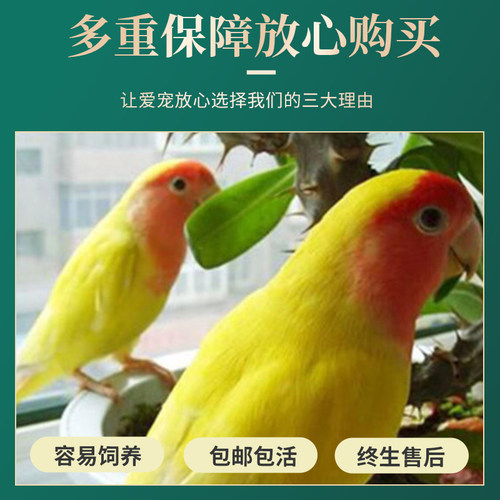 合法小鸟牡丹鹦鹉活鸟活物桃脸黄桃绿桃小鸟会学说活的宠物鸟家养 - 图0