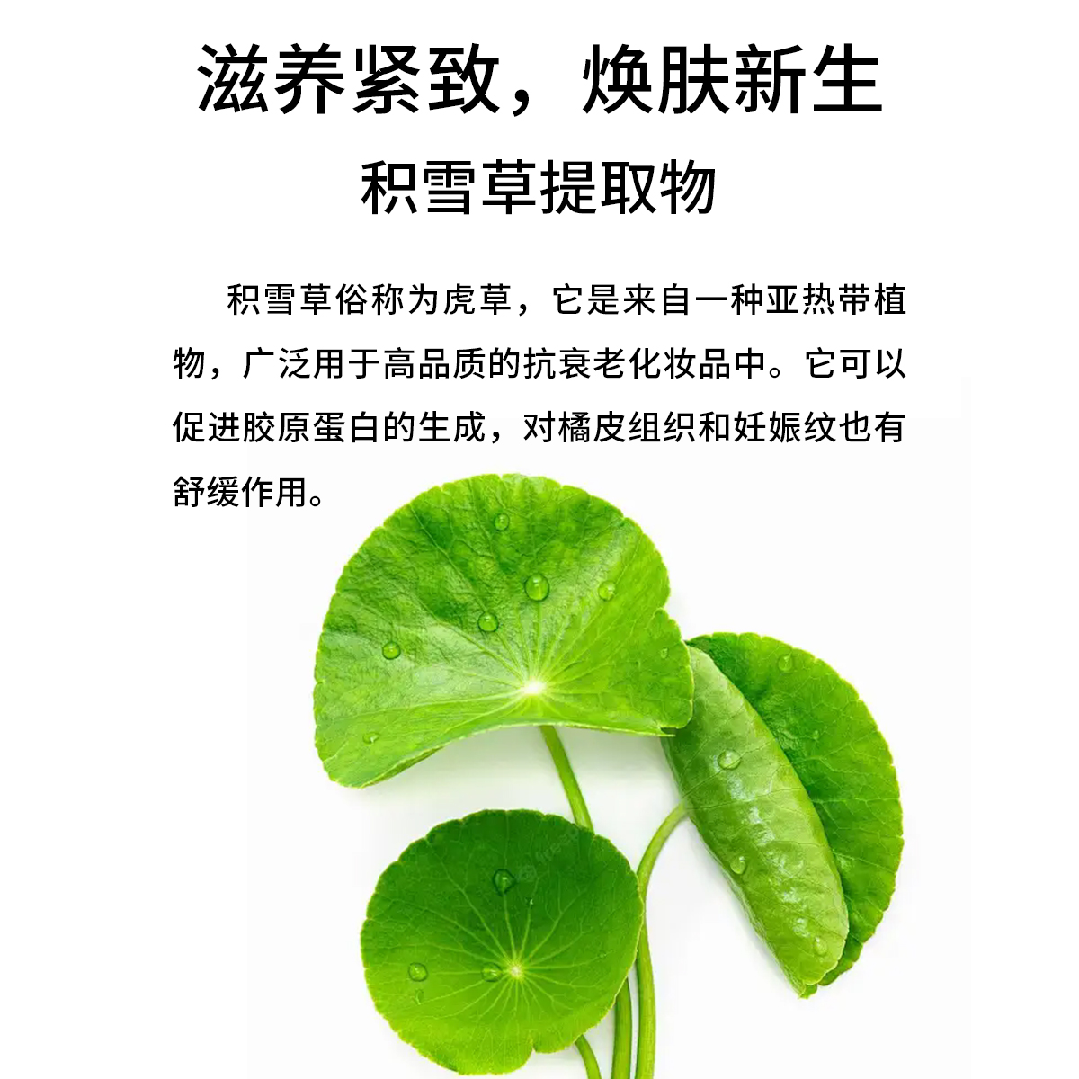 德国普拉赫积雪草葡萄籽敏感肌面霜清爽保湿舒缓滋润补水正品大罐