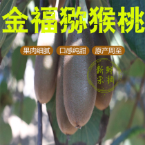 Shaanxi Week to Golden Fauchi Exotic Fruits Fresh 5 Catty Fruits When Season Pregnant Woman Fruit Chic Exotic Fruit Gift Box Dress