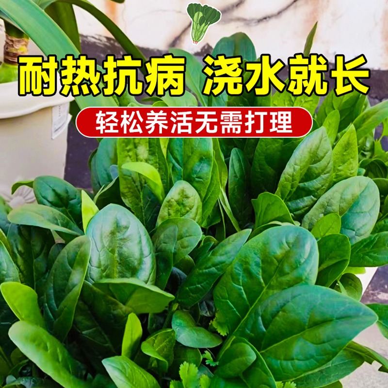 耐热菠菜籽种子大叶菠菜夏季高产四季播种盆栽种植蔬菜苗种孑大全 - 图0