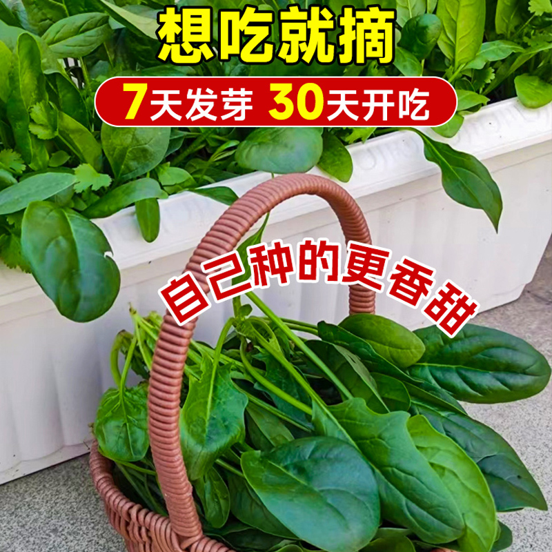 耐热菠菜籽种子大叶菠菜夏季高产四季播种盆栽种植蔬菜苗种孑大全 - 图2