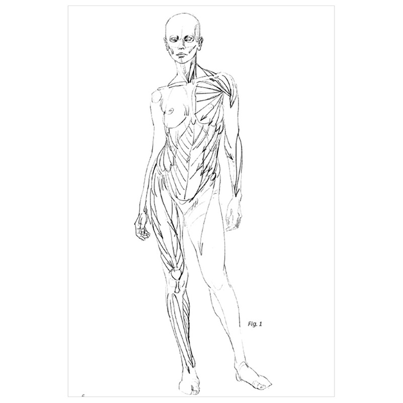 【现货】【Morpho人体结构绘画】关节形式和肌肉功能Joint Forms and Muscular Functions 英文原版素描美术技法画册指南 - 图2