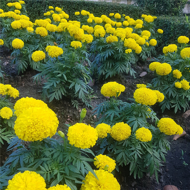 万寿菊花种子四季播种开花室外易活庭院阳台驱蚊花草花籽种子花卉