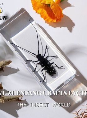 真实树脂标本滴胶动物观察景区